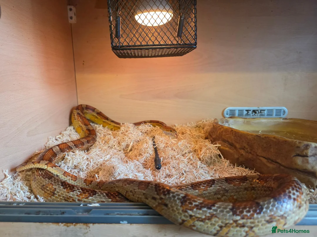Corn Snake reptiles for sale: Mr Alexander in Lydney - Advert 2