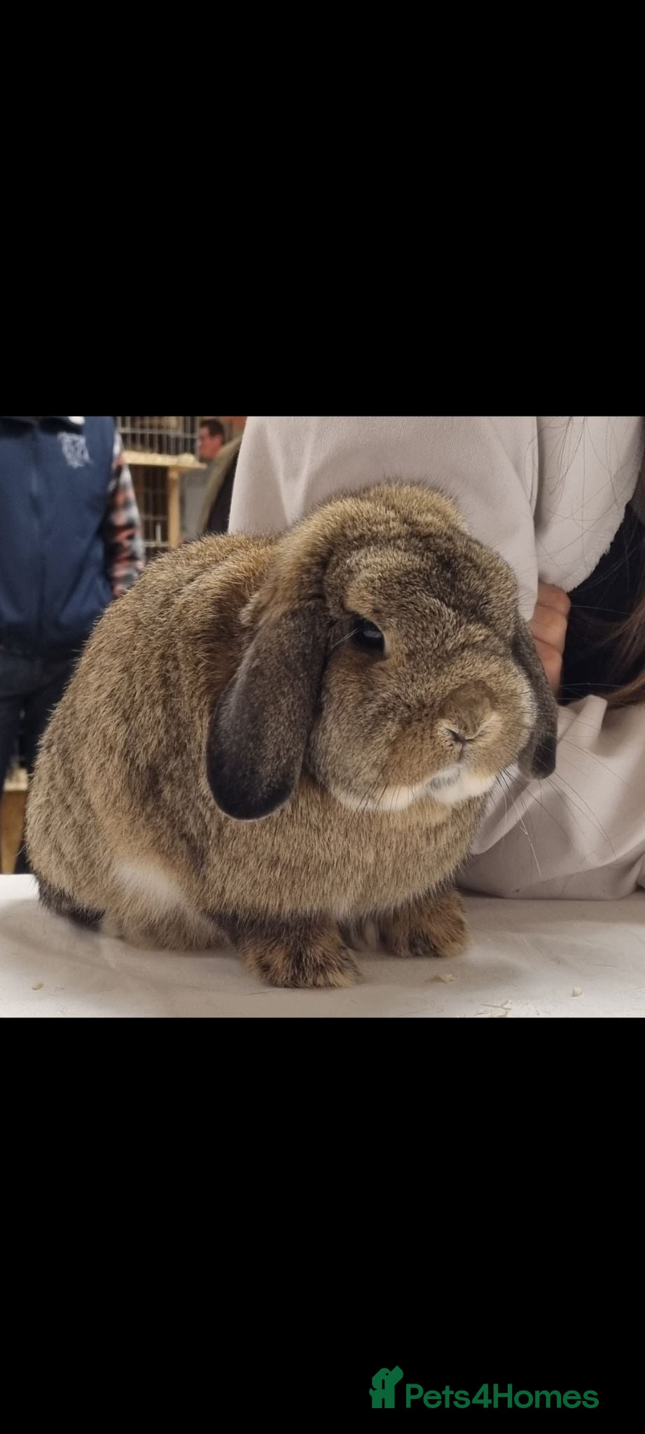 Mini Lop rabbits Gorgeous mini lop boy - Advert 2