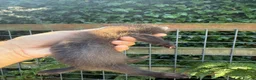 Ferret rodents for sale: Full angora ferret hob 8 weeks  in Pickering - Advert 6