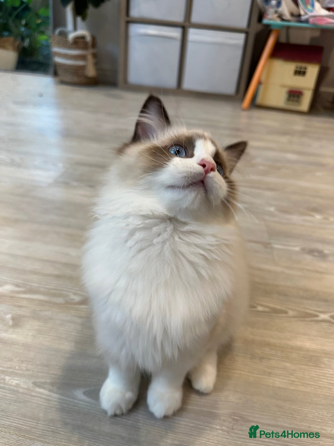 Ragdoll cats for sale: Rare European Chunky ragdolls - Image 29