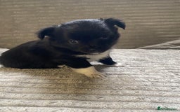 Mixed Breed dogs for sale: Beautiful chi-jack puppies🐕ready to leave🐕 - Image 12