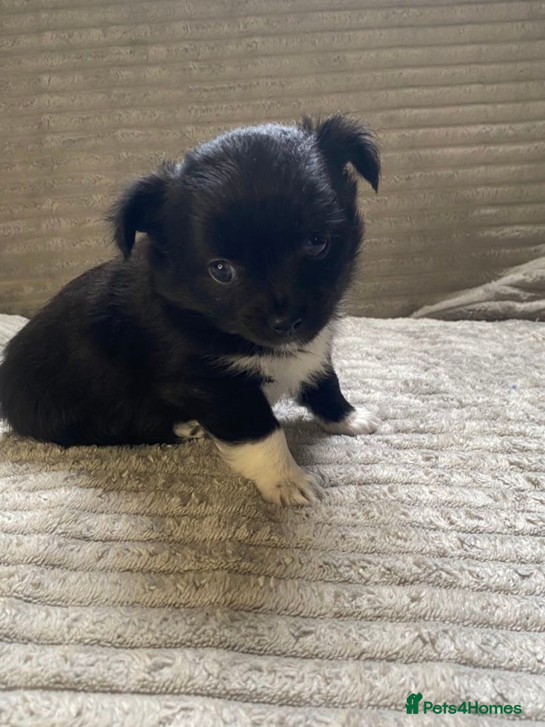 Mixed Breed dogs for sale: Beautiful chi-jack puppies🐕ready to leave🐕 - Image 12