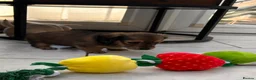 Dachshund dogs for sale: Kc Stunning Miniature Dachshunds  - Advert 19