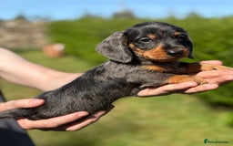 Miniature Dachshund dogs for sale: ✨BEAUTIFUL SILVER DAPPLE BOY✨ in Ripon - Image 18