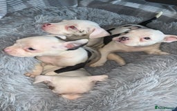 American Bully dogs for sale: pocket bully pups looking for there forever home  - Image 15