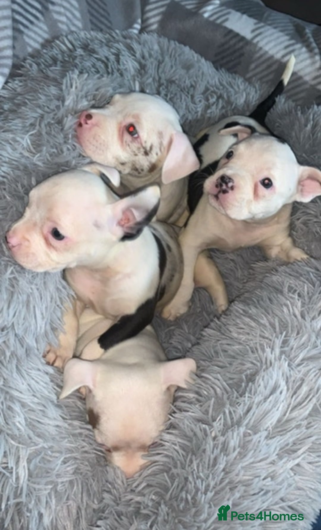 American Bully dogs for sale: pocket bully pups looking for there forever home  - Image 15