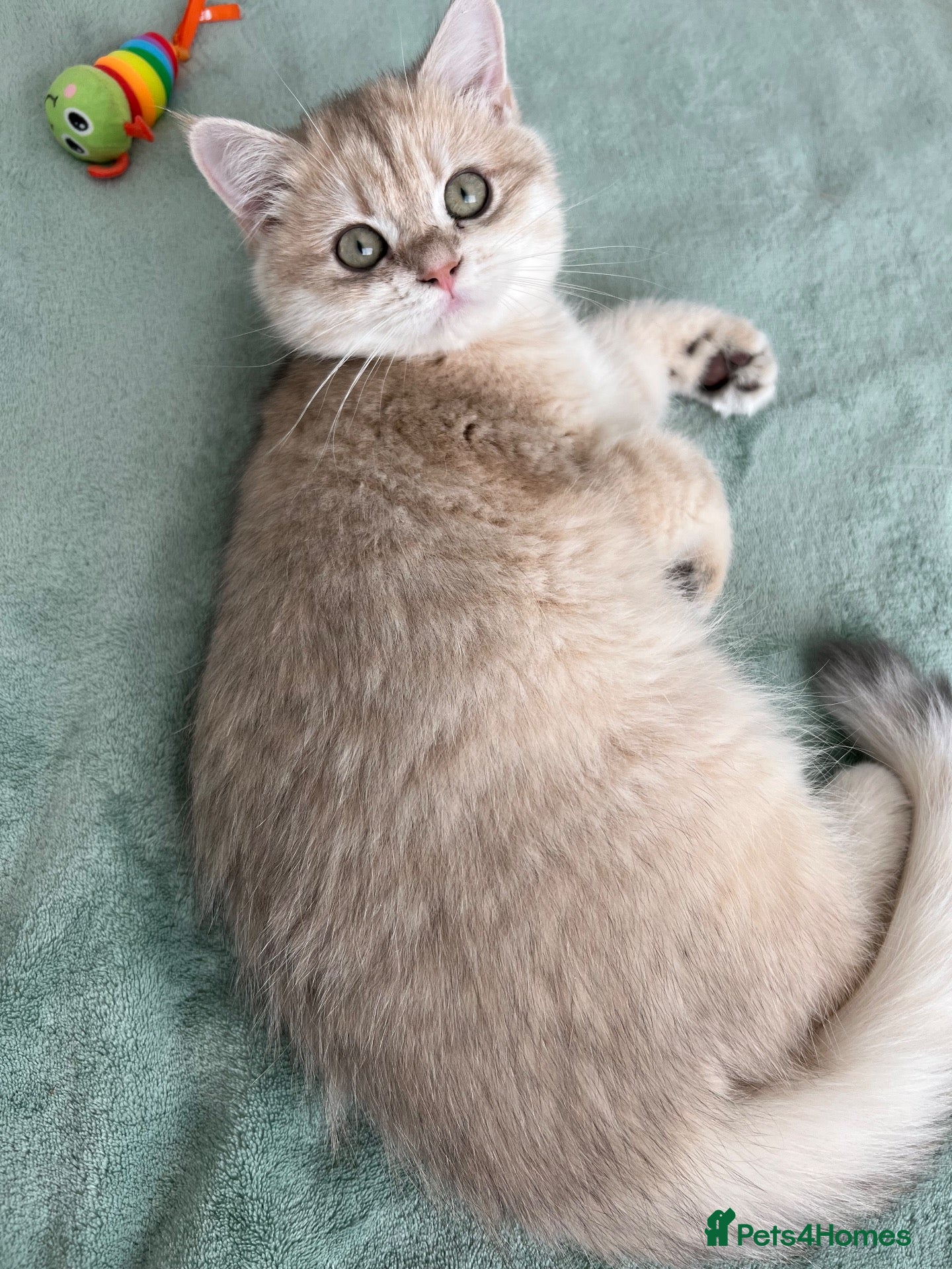 British Shorthair cats Gorgeous Blue Golden Boy - Advert 2