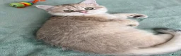 British Shorthair cats for sale: Gorgeous Blue Golden Boy - Advert 1