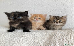 Siberian cats for sale: Stunning Siberian Kittens! - Image 1