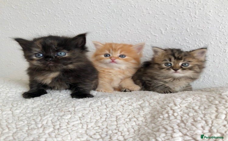 Siberian cats - Advert 3
