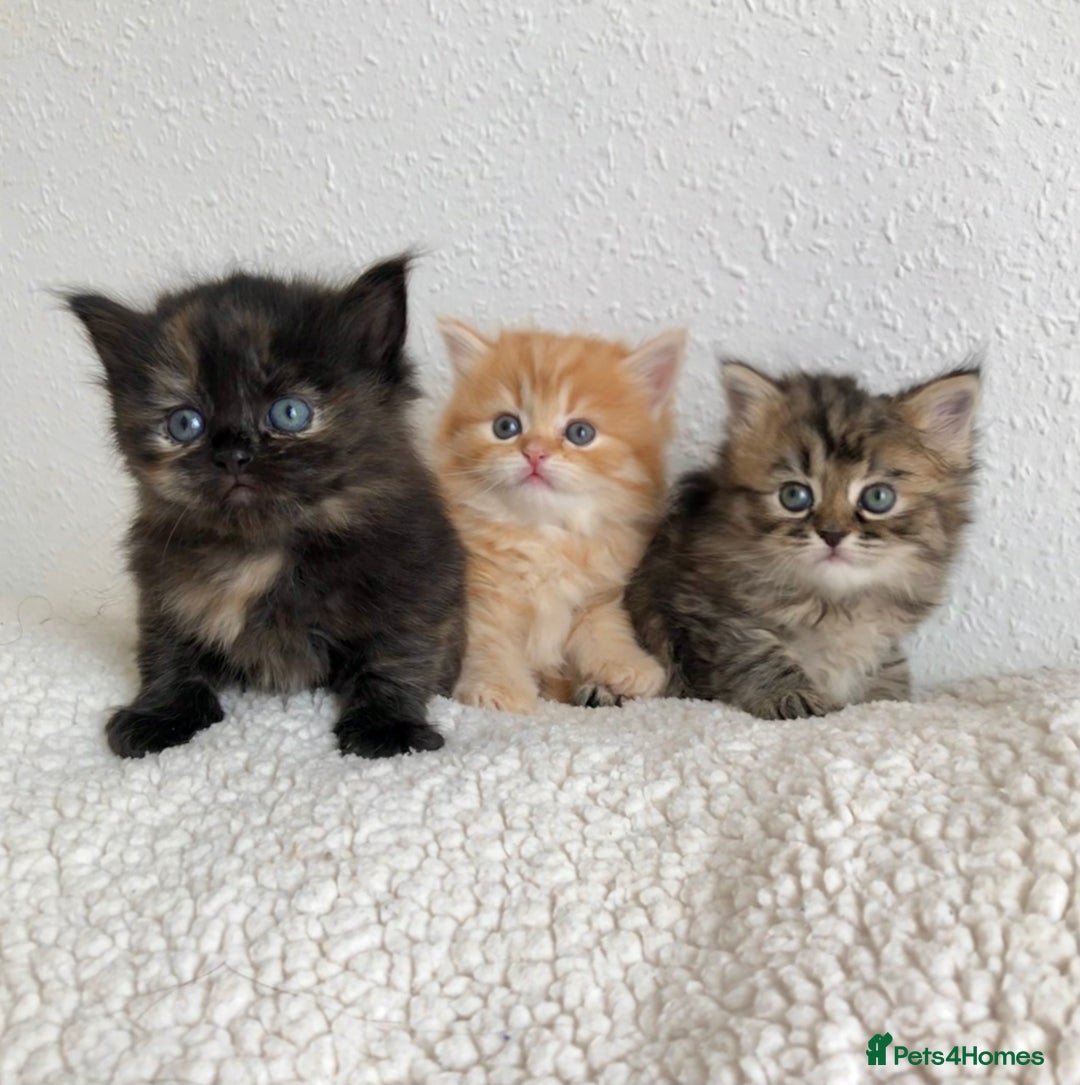 Siberian cats for sale: Stunning Siberian Kittens! - Image 1