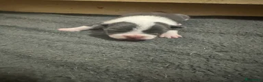 Mixed Breed Puppy 3
