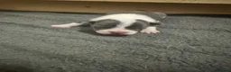 Mixed Breed dogs for sale: 7 American bulldog x French bulldog puppies  - Advert 21