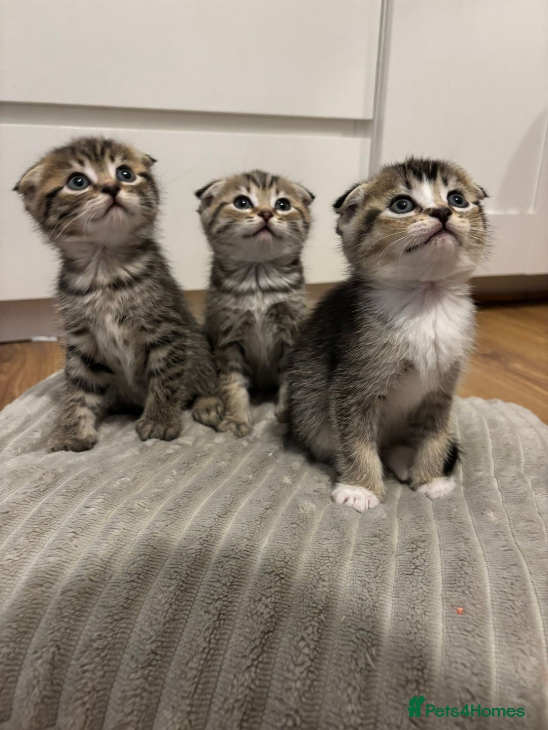 Scottish Fold cats for sale: 4 Scottish fold girl kittens  - Image 3