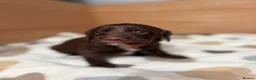 Sproodle dogs for sale: Gorgeous Chocolate Puppies in Ludlow - Advert 4