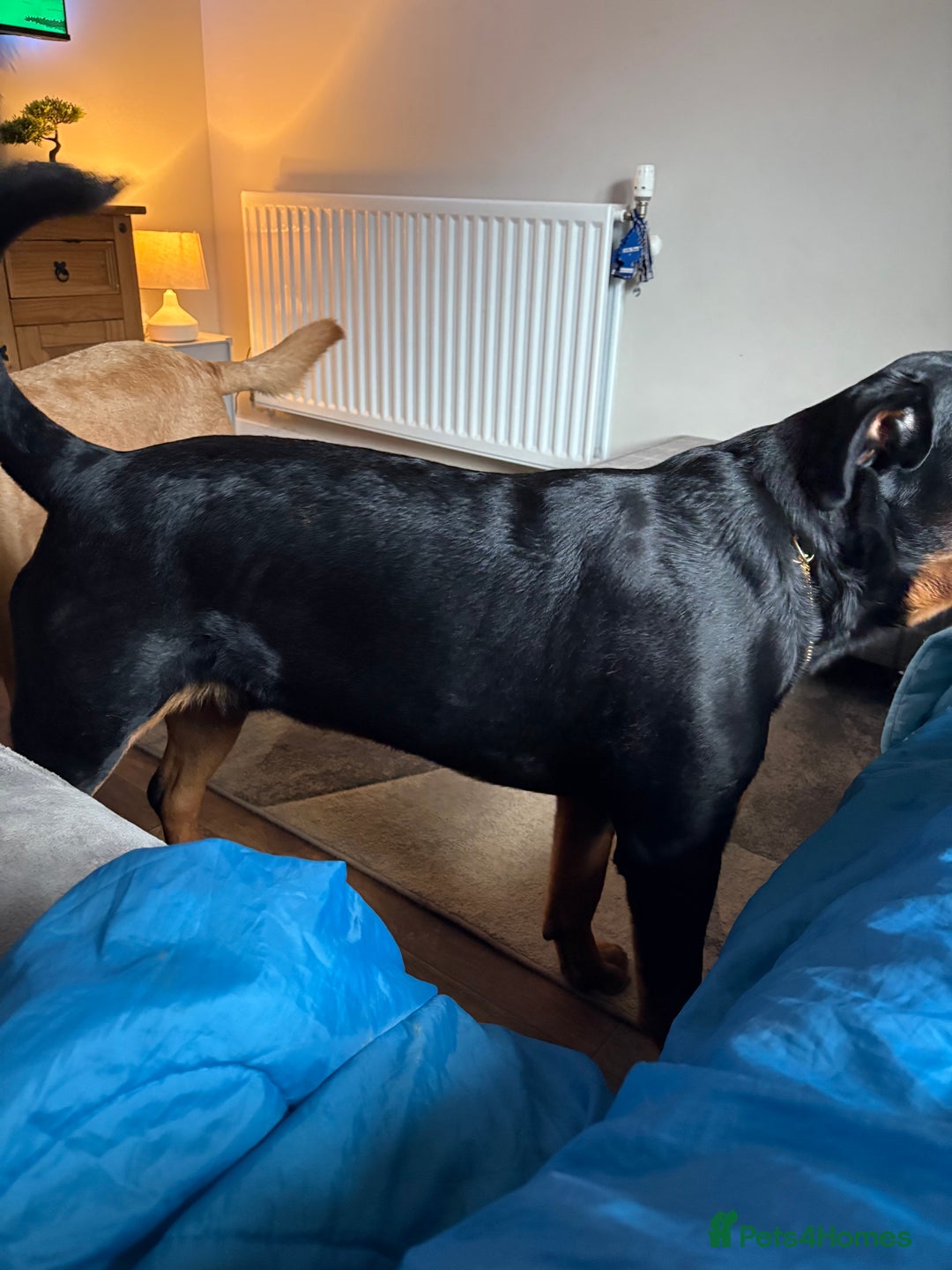 Rottweiler dogs for sale: Rottweiler 8 months old male  - Image 4