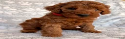 Toy Poodle dogs for sale: 🐾 KC register Red Toy Poodle Puppies 🐾  in Caerphilly - Advert 6