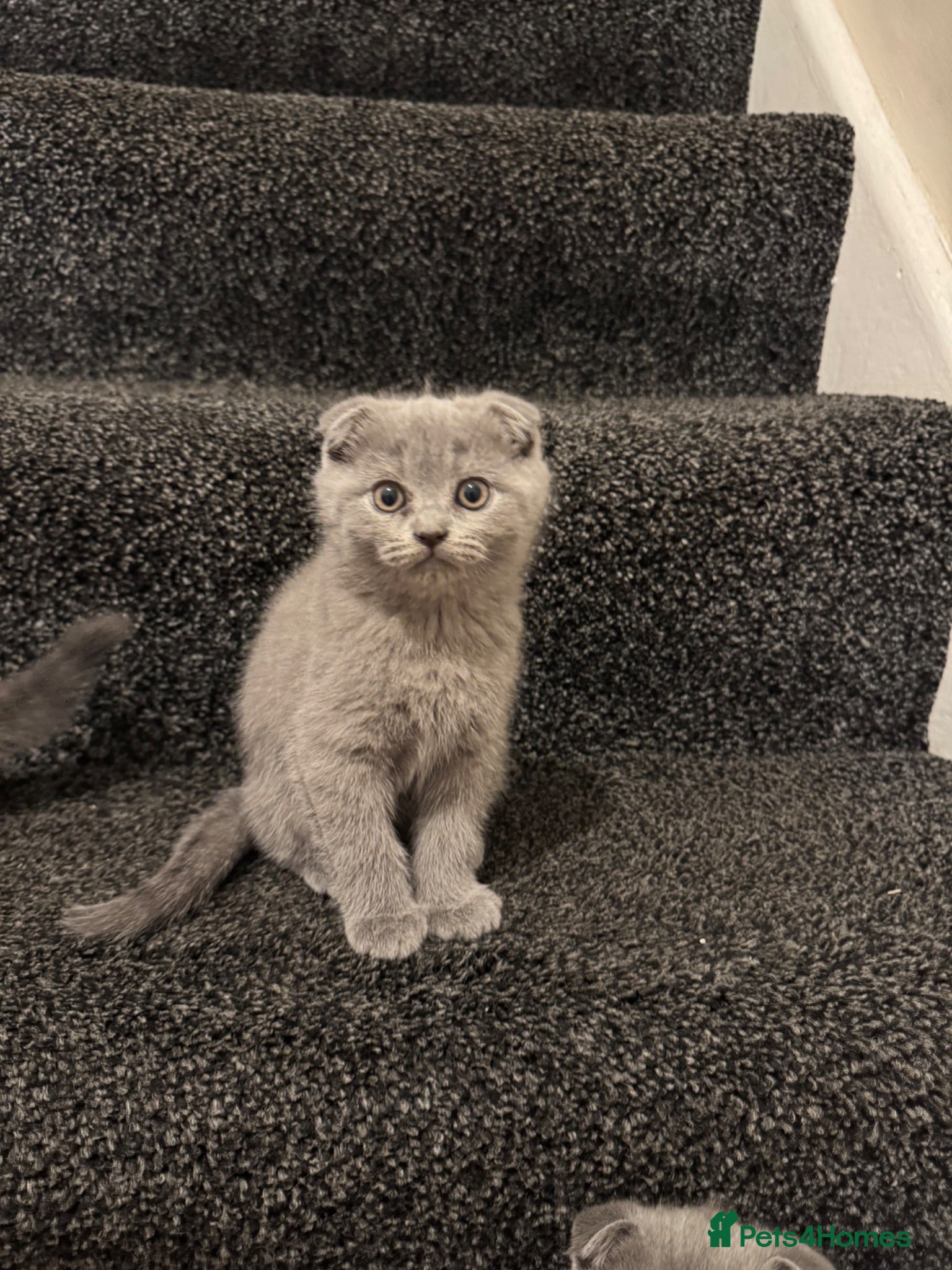 Scottish Fold cats Gorgeous Scottish Fold kittens TWO LEFT! READY NOW - Advert 5