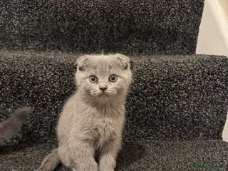 Scottish Fold cats Gorgeous Scottish Fold kittens TWO LEFT! READY NOW - Advert 5