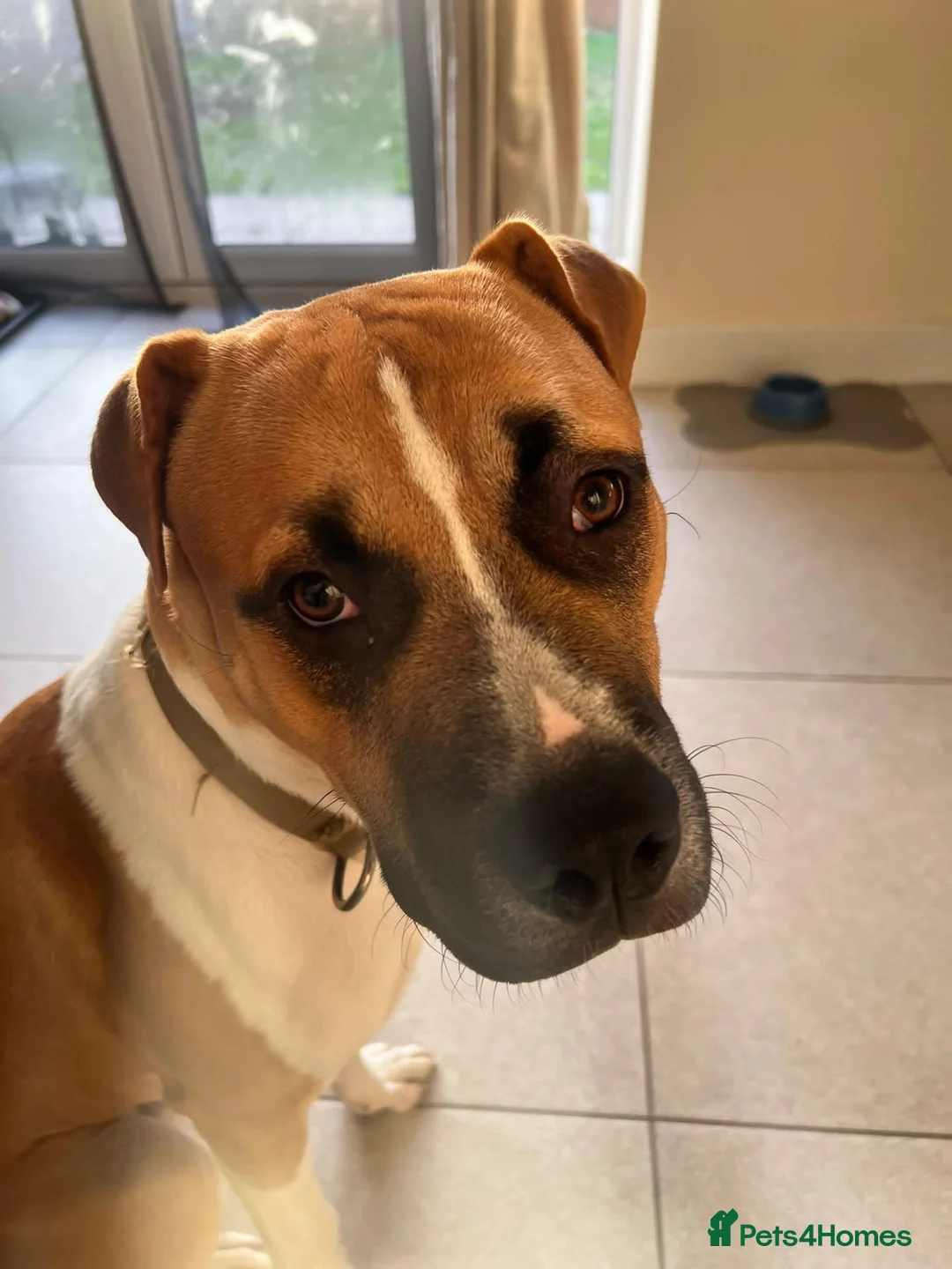 Mixed Breed dogs for sale: Theo. in Tamworth - Advert 2