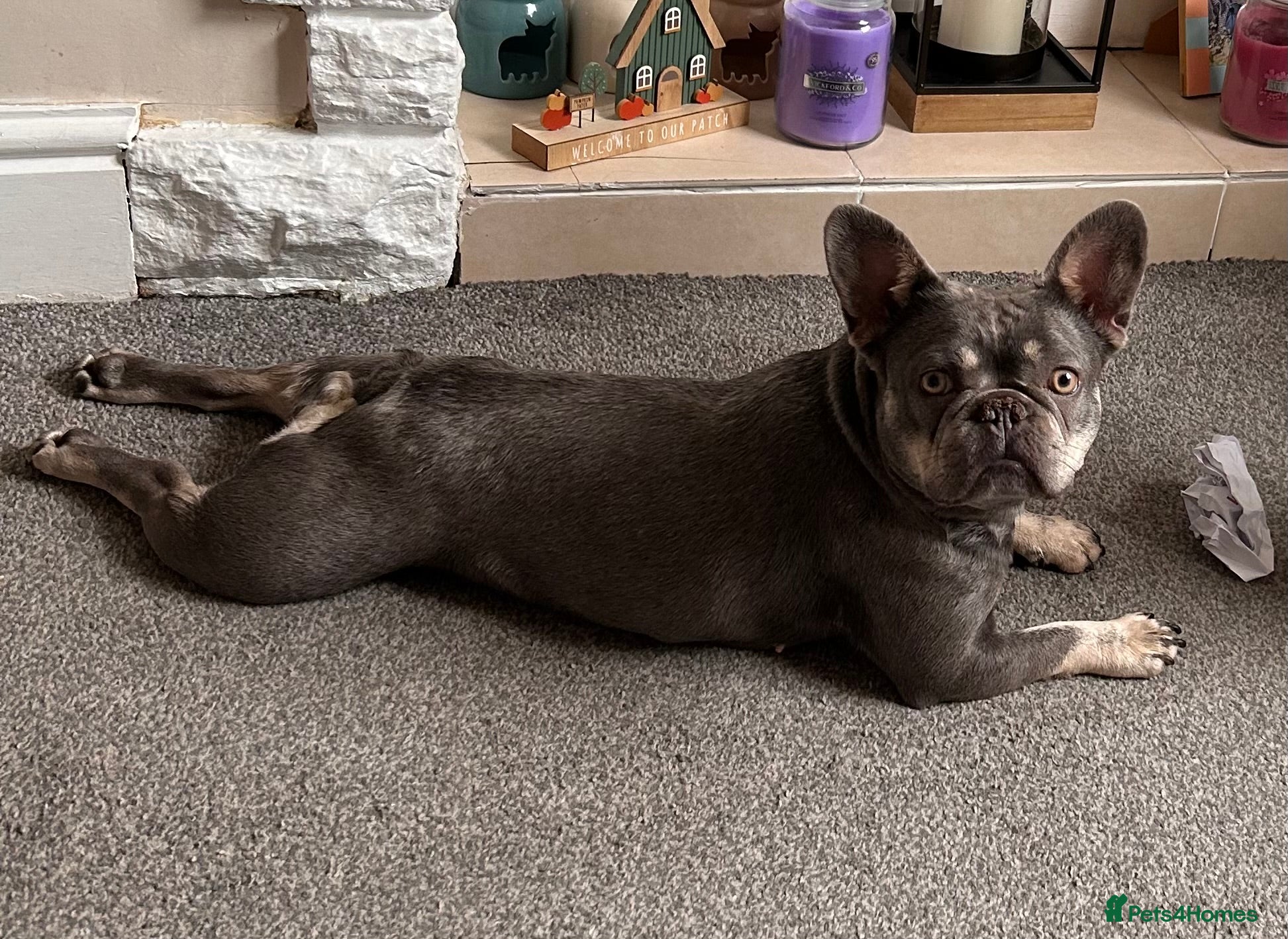 French Bulldog dogs 3 year old Frenchie female  - Advert 1