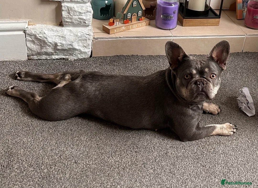 French Bulldog dogs for sale: 3 year old Frenchie female  in Sowerby Bridge - Advert 1