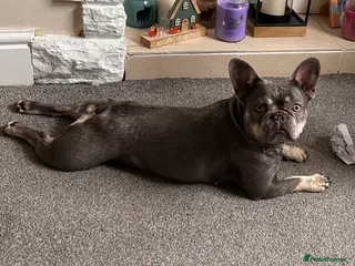 French Bulldog dogs 3 year old Frenchie female - Advert 8