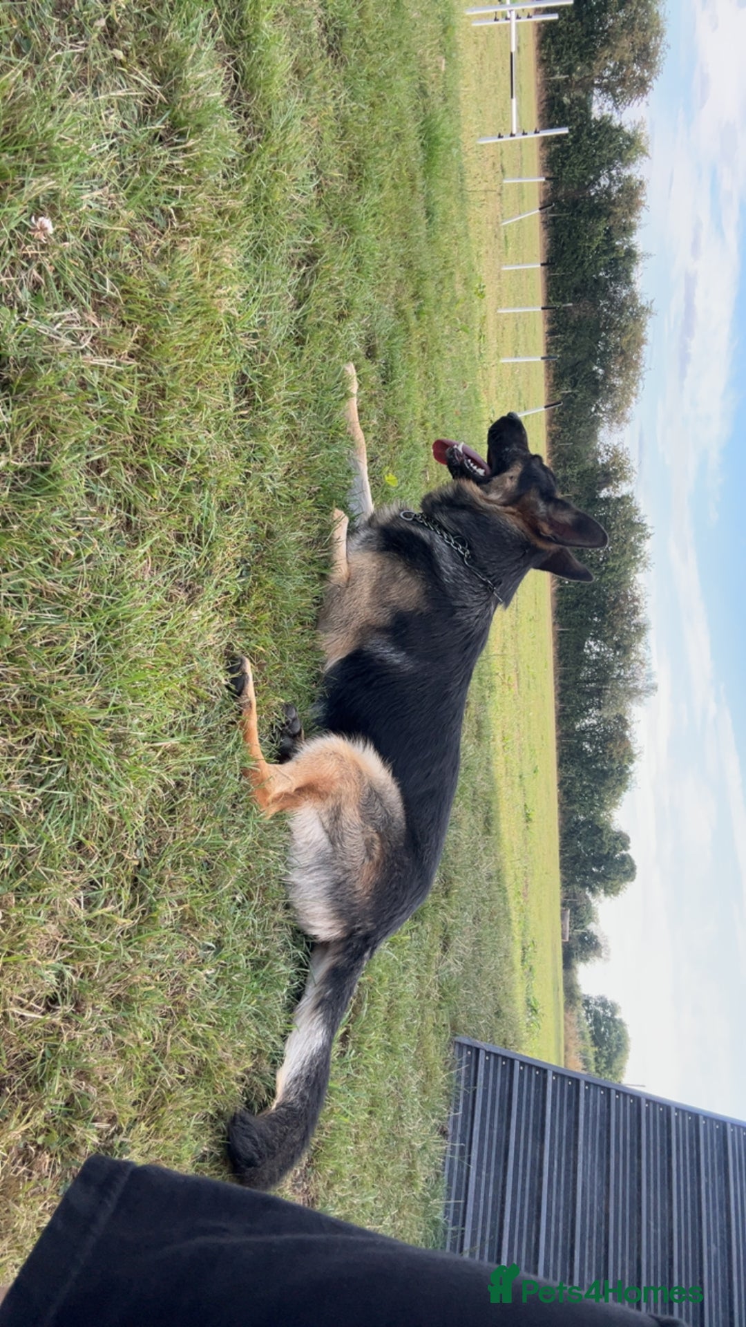 German Shepherd dogs for sale: Almost 2 year old boy for sale - Advert 3