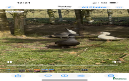 Waterfowl poultry for sale: Brent geese - Image 3