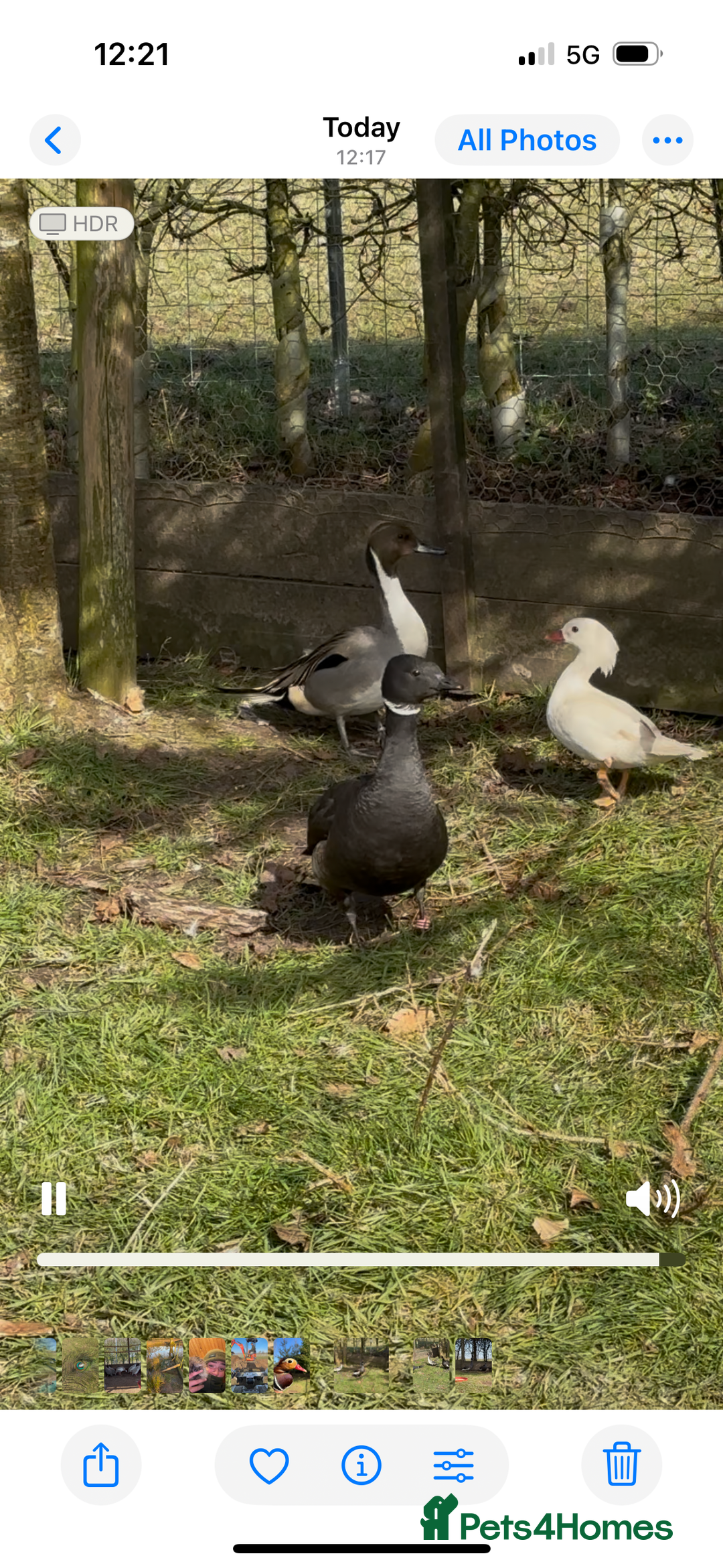 Waterfowl poultry for sale: Brent geese - Image 3