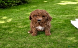 Cavapoo dogs for sale: Beautiful Cavapoo Puppies Ever! - Image 4