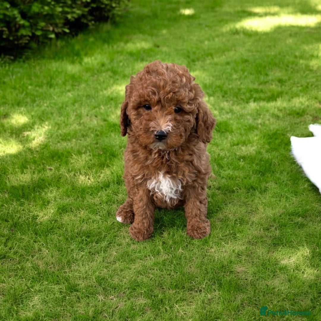 Cavapoo dogs for sale: Beautiful Cavapoo Puppies Ever! - Image 4