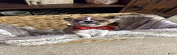 Chihuahua dogs for sale: Chihuahua puppies in Inverness - Advert 14