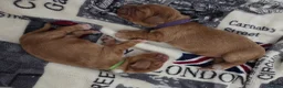 Cocker Spaniel dogs for sale: RKC SHOW COCKER SPANIEL PUPPIES EXTENSIVELY HEALTH - Advert 11