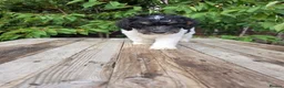Standard Poodle dogs for sale: Parti Colour Fox Terrier x Standard Poodle Pups - Advert 37