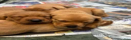 Labrador Retriever dogs for sale: KC Fox Red Labradors in Chelmsford - Advert 7