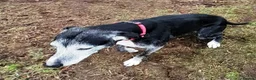 Lurcher dogs for adoption: 🖤 JET – A Gentleman Lurcher for a Forever Sofa 🖤 in Worksop - Advert 18