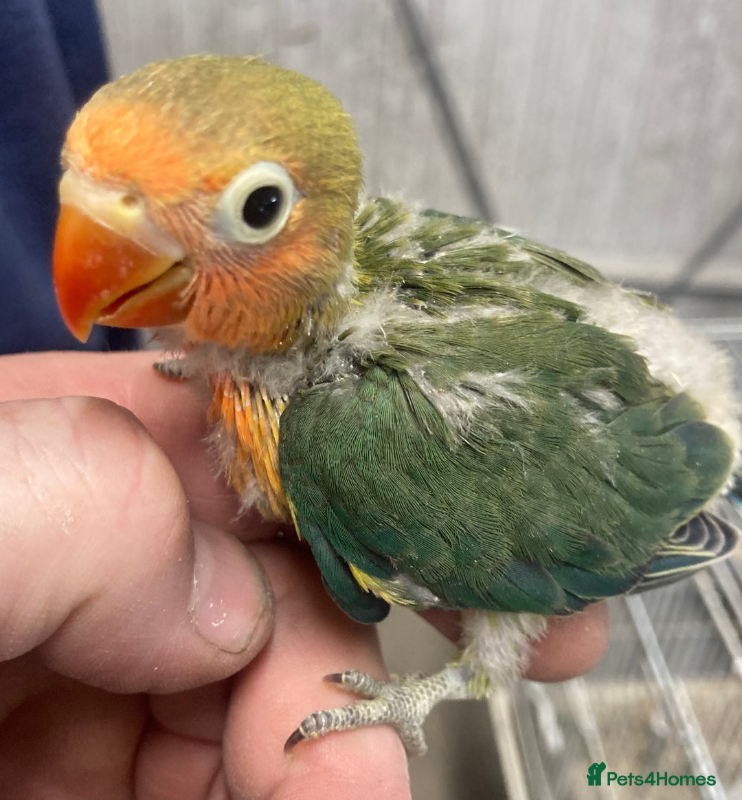 Lovebirds birds for sale: Love Birds - Advert 6