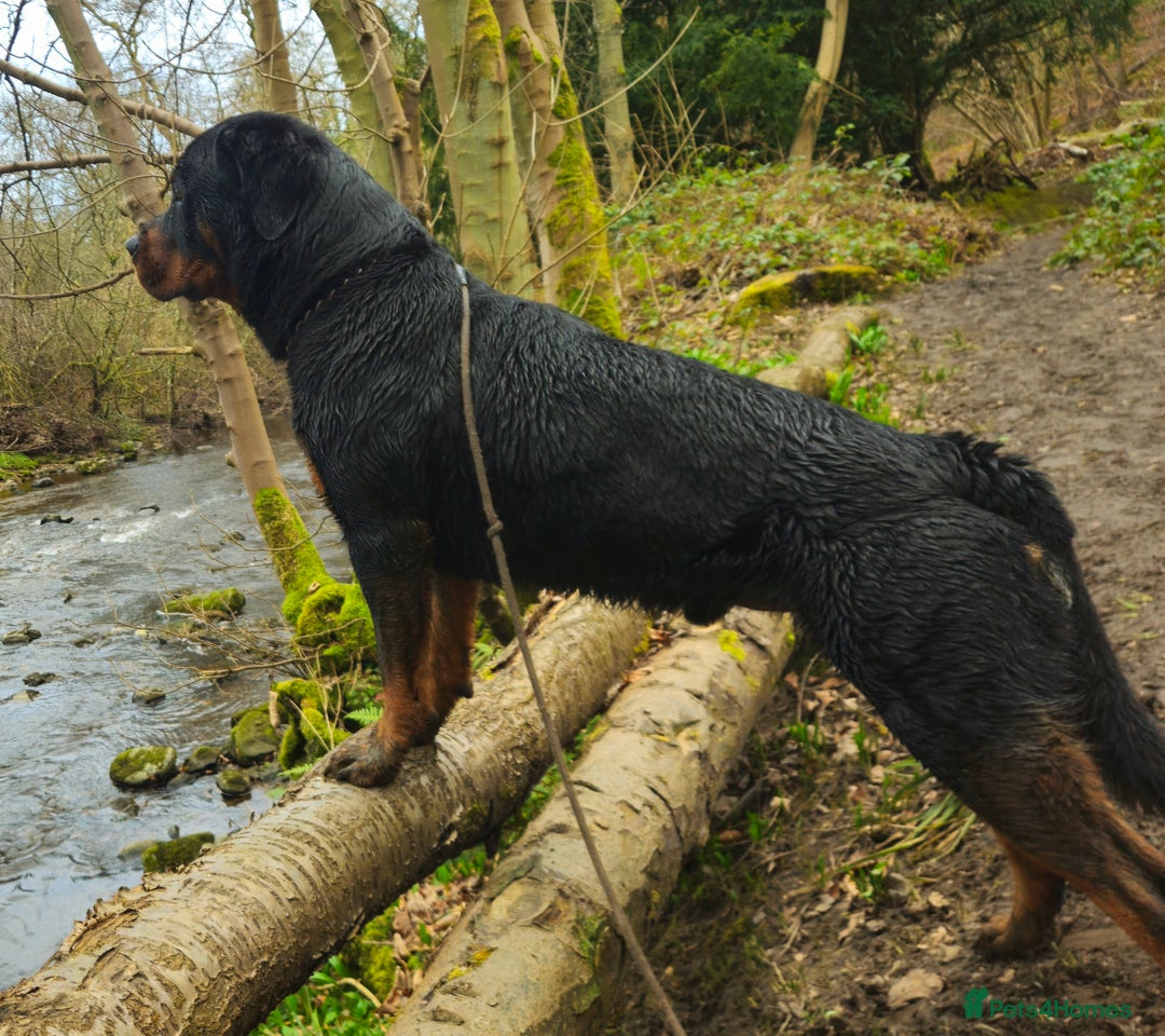 Mixed Breed dogs for sale: CaneWeiler Pupps - Advert 5