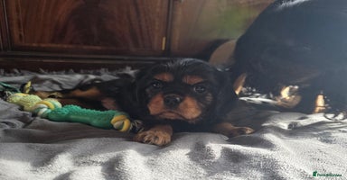 Cavalier King Charles Spaniel dogs - Advert 5