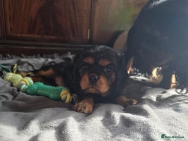 Cavalier King Charles Spaniel dogs - Advert 5