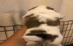 Shih Tzu dogs for sale: Angel’s Shih zhus  - Image 11