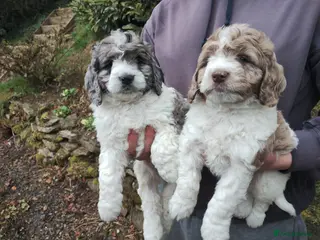 Cockapoo dogs Cockapoo Puppies F1 - Advert 12