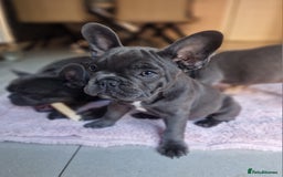 French Bulldog dogs for sale: French bulldog puppy 🐶 last little girl left - Image 5