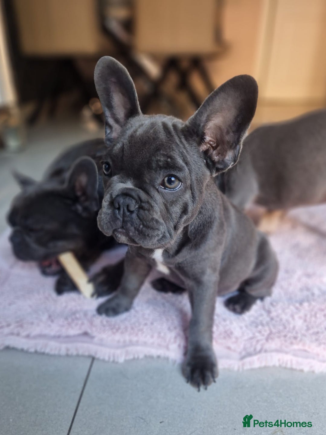 French Bulldog dogs for sale: French bulldog puppy 🐶 last little girl left - Image 5