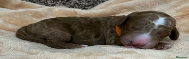 Double Doodle Puppy 4 - Orange collar 