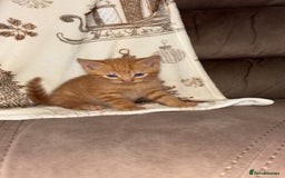 Mixed Breed cats for sale: Calico cross tabby  - Image 3