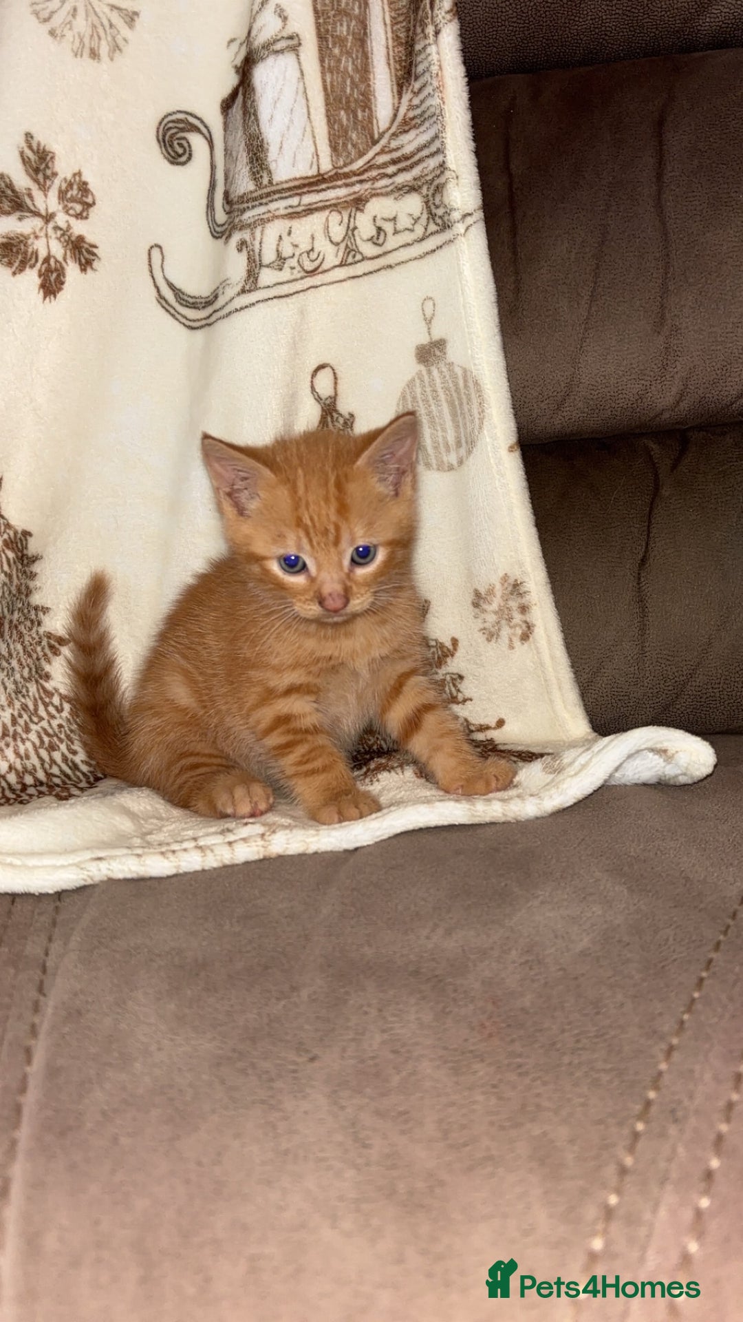 Mixed Breed cats for sale: Calico cross tabby  - Image 3