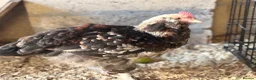 Chickens poultry for sale: Salmon Faverolle trio and pair for sale - Advert 6