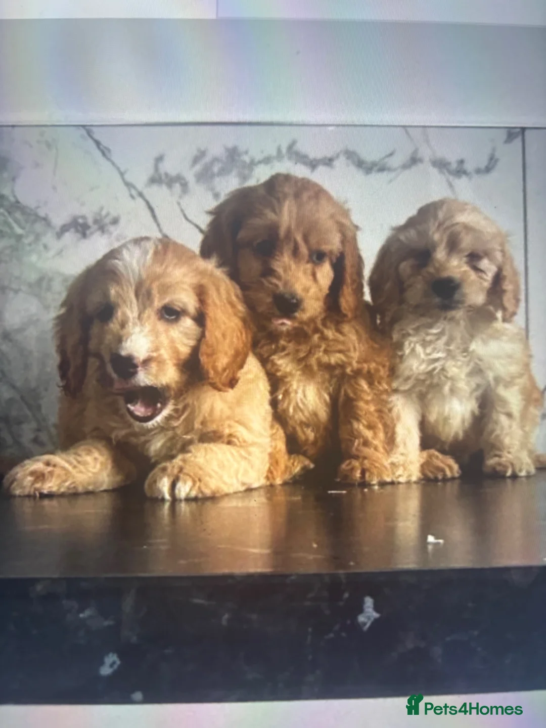 Cavapoo dogs for sale: Quality Cavapoo puppies toy poodle  - Advert 4
